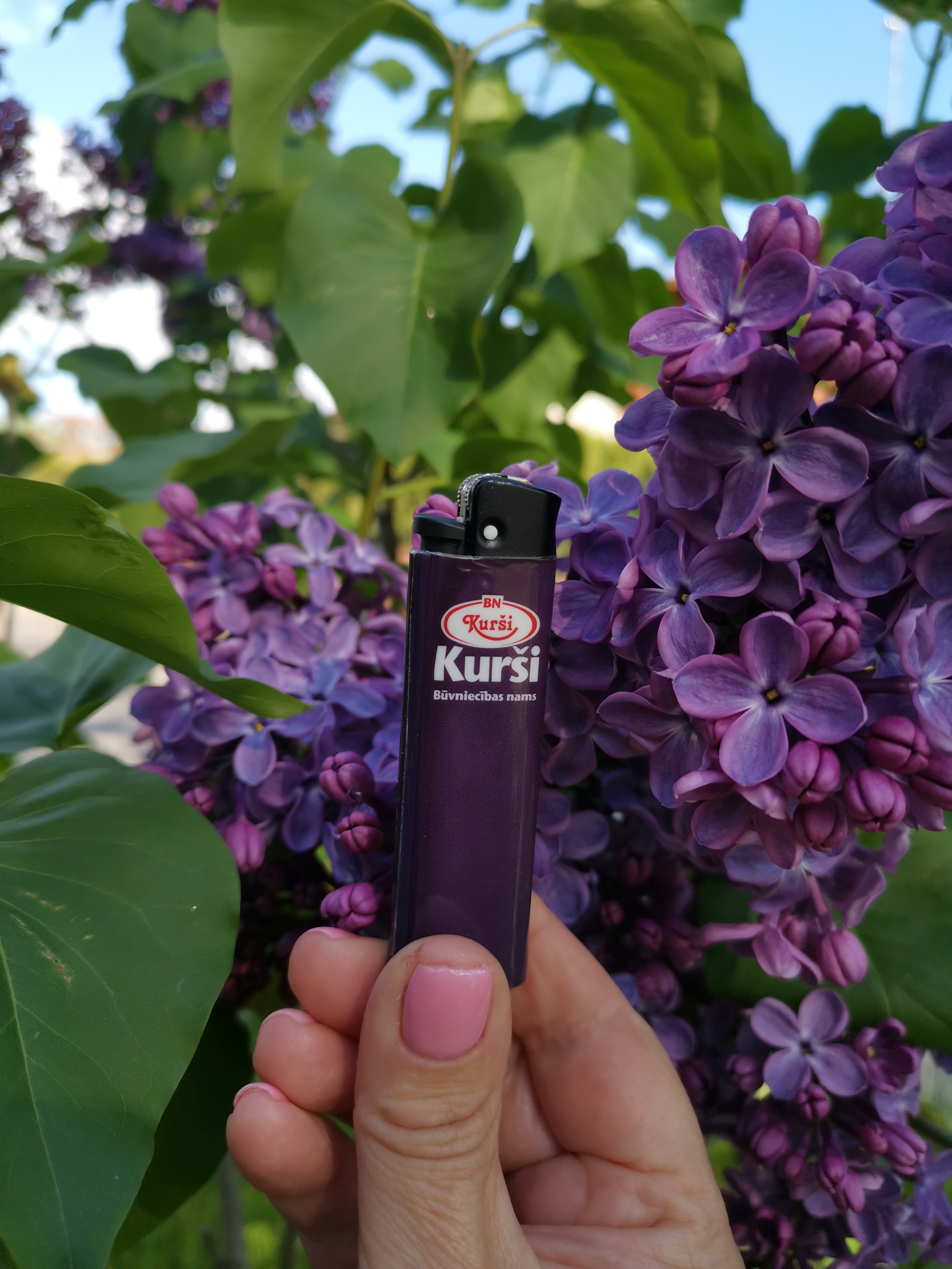 "Jaunkalsnavas Nakts" Syringa vulgaris